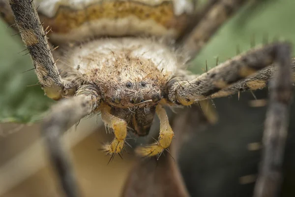 Yellow orb web spider — Stock Image Yellow Orb Web Spider Stock Image
