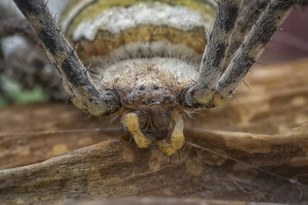 Yellow orb web spider — Stock Image Yellow Orb Web Spider Stock Photo