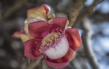 Güzel Brezilya kanonball çiçek