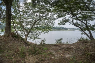 Gündüz gölet etrafında güzel yeşillik