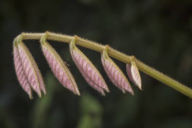 wild green young shoot leafs