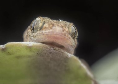 Yeşil bitki üzerinde bebek evi kertenkele closeup