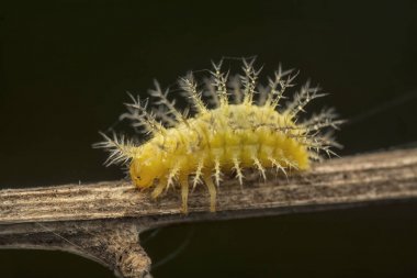 Yeşil bitki yaprağı üzerinde oturan tırtıl Closeup