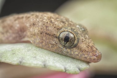 Yeşil bitki üzerinde bebek evi kertenkele closeup