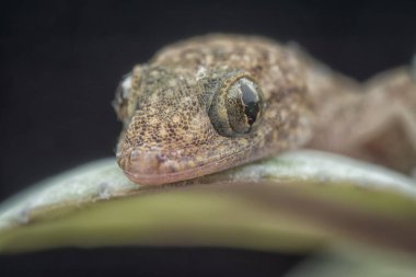 Yeşil bitki üzerinde bebek evi kertenkele closeup