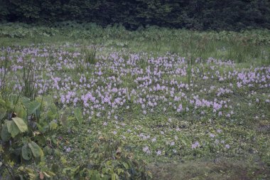geniş su göleti sümbül. 