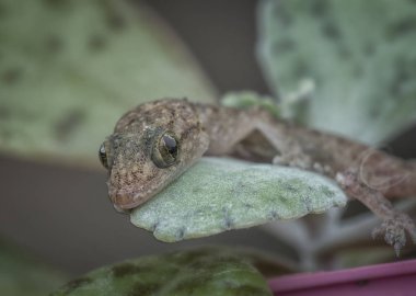 Yeşil bitki üzerinde bebek evi kertenkele closeup