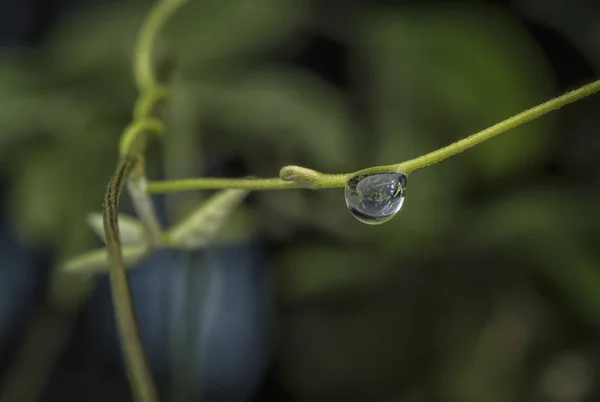 Closeup Water Drops Green Plant — Stock Photo, Image