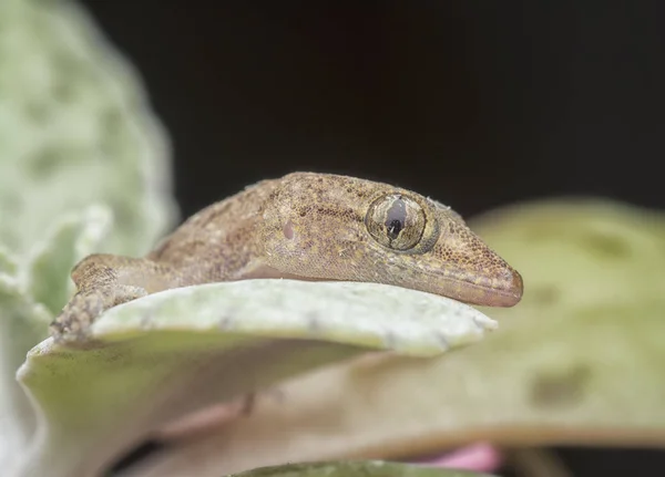 Primer Plano Lagarto Casa Del Bebé Planta Verde —  Fotos de Stock