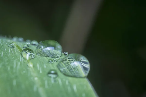 Closeup Water Drops Green Plant Leaf — Stock Photo, Image