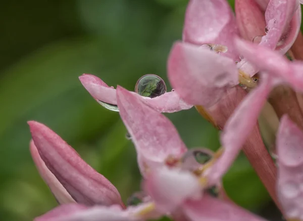 Mor Çiçek Üzerinde Damlaları Closeup — Stok fotoğraf