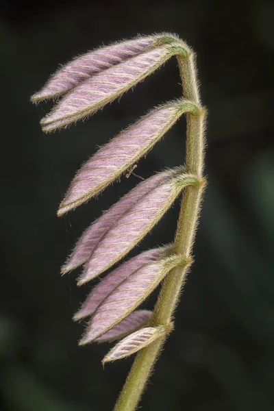 Hojas Brote Joven Verde Salvaje — Foto de Stock