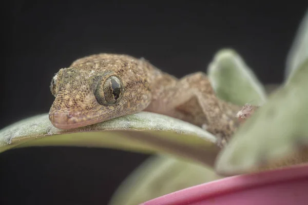 Blízkost Dětské Ještěrny Zelené Rostlinně — Stock fotografie