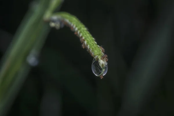 Closeup Water Drops Green Plant — Stock Photo, Image
