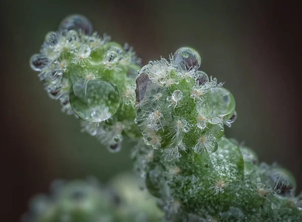 Closeup Water Drops Green Plant — Stock Photo, Image