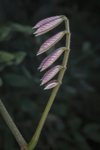 野生绿芽叶绿叶 — 图库照片