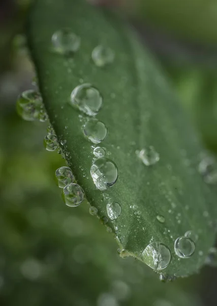 Крупный План Капель Воды Зеленом Растении — стоковое фото