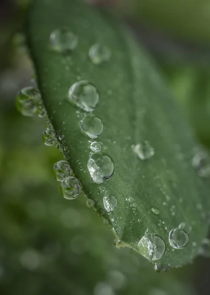 Closeup Water Drops Green Plant — Stock Photo, Image