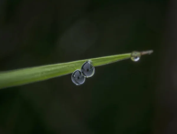 Primo Piano Gocce Acqua Pianta Verde — Foto Stock