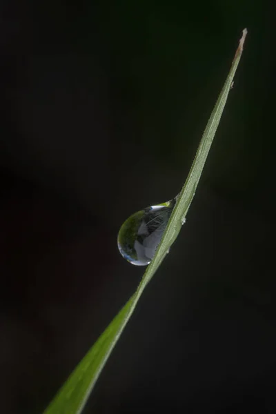 Primer Plano Las Gotas Agua Planta Verde — Foto de Stock