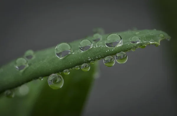 Närbild Vattendroppar Grön Växt — Stockfoto