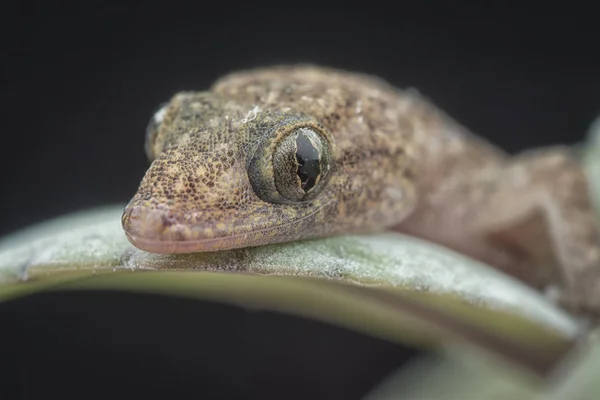 Closeup Baby House Lizard Green Plant — Stock Photo, Image