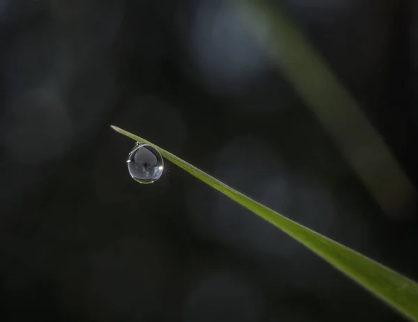 Closeup Water Drops Green Plant — Stock Photo, Image