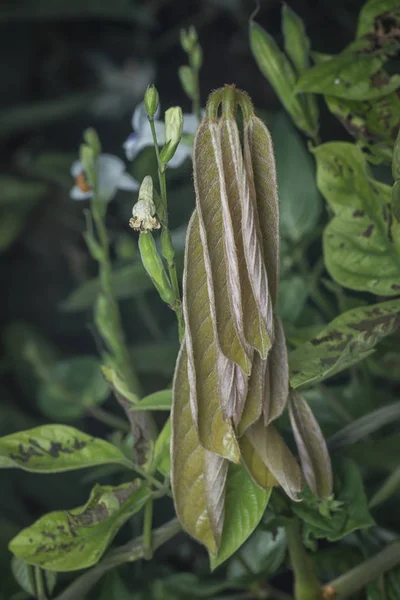 Wild Green Young Shoot Leafs — Stok fotoğraf