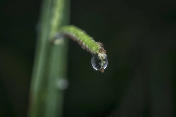 Närbild Vattendroppar Grön Växt — Stockfoto