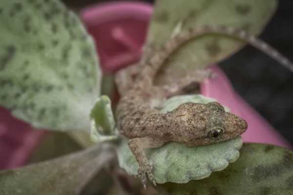 Fechar Lagarto Casa Bebê Fábrica Verde — Fotografia de Stock