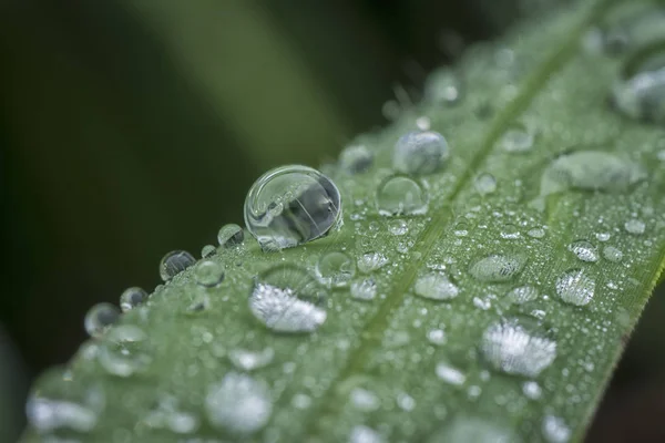 Nahaufnahme Von Wassertropfen Auf Grüne Pflanze — Stockfoto
