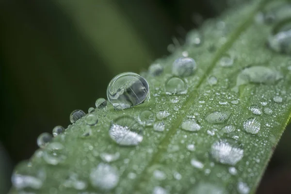 Primer Plano Las Gotas Agua Planta Verde —  Fotos de Stock