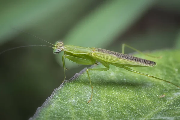 Closeup Bug Sitting Green Plant Leaf — Stock Photo, Image