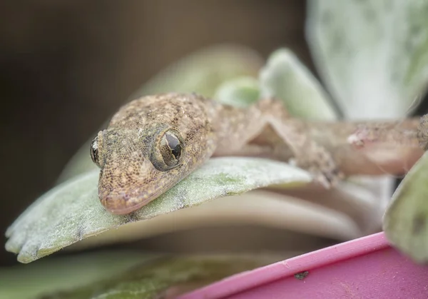 Closeup Baby House Lizard Green Plant — Stock Photo, Image