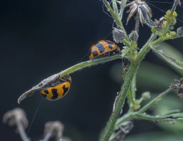 Closeup Bugs Sitting Green Plant Leaf — Stock Photo, Image