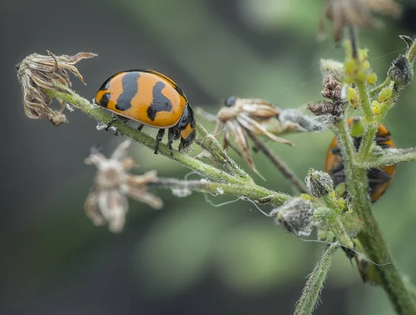 Closeup Bug Sitting Green Plant Leaf — Stock Photo, Image