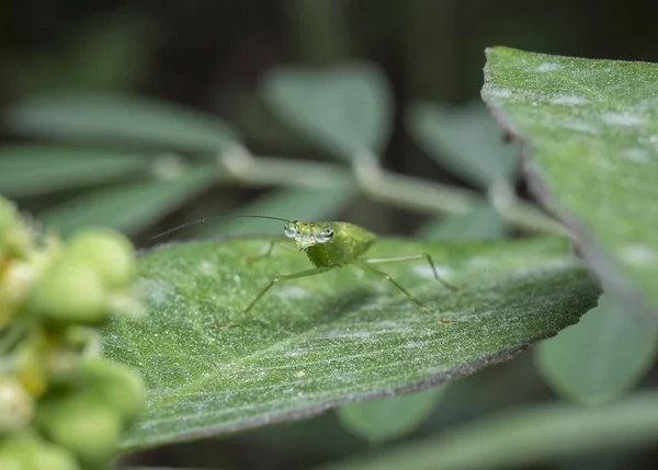 Primer Plano Del Insecto Sentado Hoja Planta Verde —  Fotos de Stock