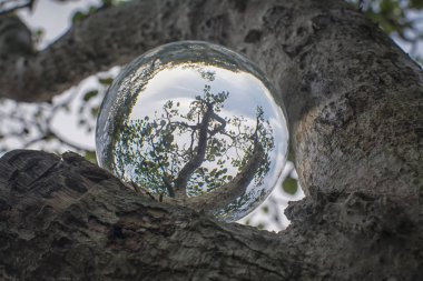 seeing nature through crystal ball clipart