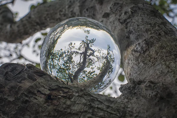 Vendo Natureza Através Bola Cristal — Fotografia de Stock