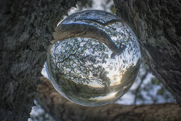 Die Natur Durch Kristallkugel Sehen — Stockfoto