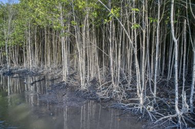 Bataklık plaj da genç mangrov ağaçlarının ekimi
