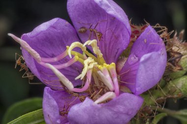 asya dokumacı karıncalar melastoma malabathricum çiçek seviyorum