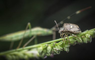 small brown marmorated stinky bug clipart