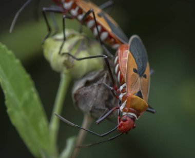 iki kırmızı pamuk böcek çiftlik