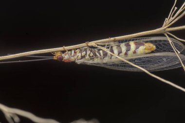 kuru ot sapı üzerinde istirahat kahverengi lacewing