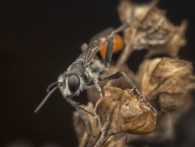 ed prionyx wasp on dried weed plant