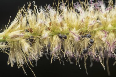 kabarık tüylü çim çiçek üzerinde yuvalama krematoryum karıncalar