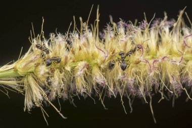 kabarık tüylü çim çiçek üzerinde yuvalama krematoryum karıncalar