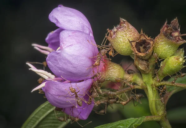 Asiático Tejedor Hormigas Amor Melastoma Malabathricum Flor — Foto de Stock