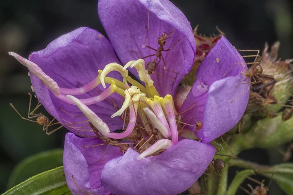 Asiatique Tisserand Fourmis Amour Melastoma Malabathricum Fleur — Photo